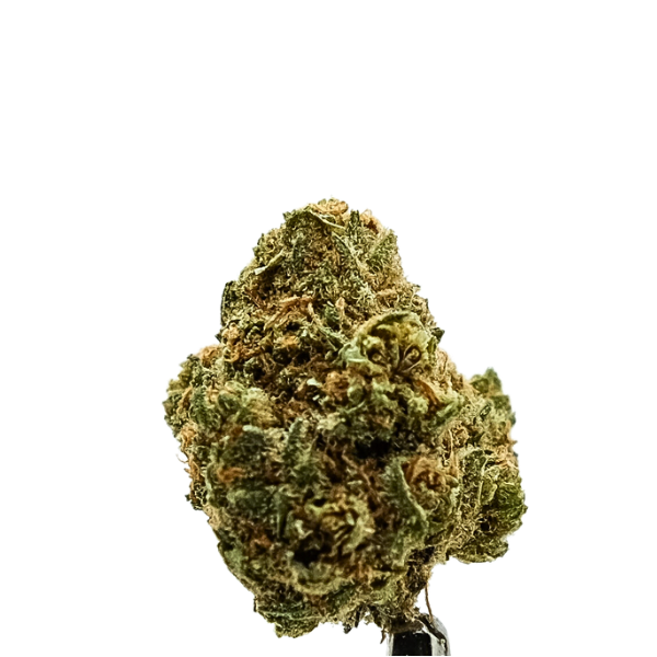 A hemp flower bud on a white background